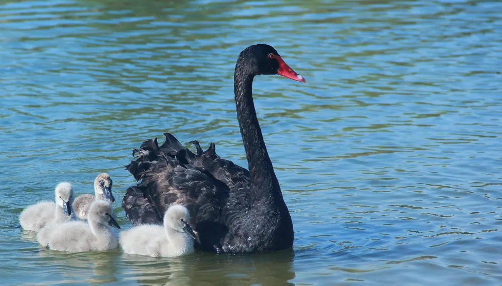Black swann versus bold move